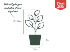 Indoor Garden Alocasias Alocasia Lowii 'Polly Amazonica' - 85mm