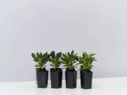 Shrubs Pittosporum Tobira Dwarf