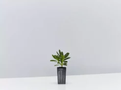 Shrubs Pittosporum Tobira Dwarf