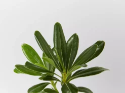 Shrubs Pittosporum Tobira Dwarf