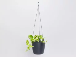 Indoor Garden Self-Watering Eco ♻️ Hanging Planter - Pot + Plant + Soil Office & Home Office