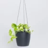 Indoor Garden Self-Watering Eco ♻️ Hanging Planter - Pot + Plant + Soil Office & Home Office 1 Indoor Garden Self-Watering Eco ♻️ Hanging Planter - Pot + Plant + Soil Office & Home Office