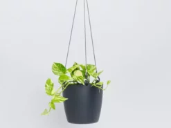 Indoor Garden Self-Watering Eco โป๏ธ Hanging Planter - Pot + Plant + Soil Office & Home Office