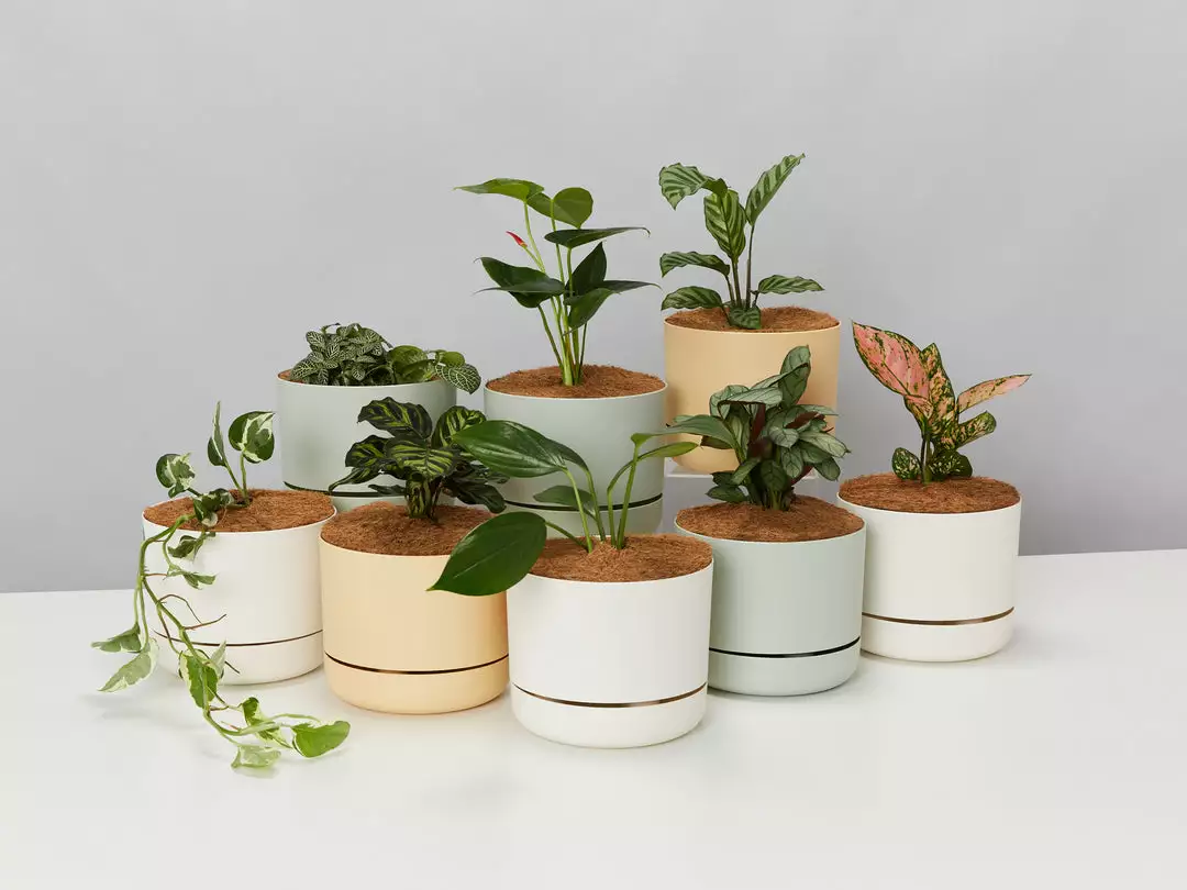 Indoor Garden Mr Kitly 8 Houseplants & 8 Pots 8 Indoor Garden Mr Kitly 8 Houseplants & 8 Pots