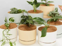 Indoor Garden Easy Care Plants 6 Bundle Box 📦 - Includes Plants, Pots & Soil