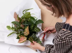 Indoor Garden Plant Packs A Giftbox Of Houseplants🍃 - Includes Gift Wrapping