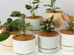 Indoor Garden Easy Care Plants Mr Kitly 4 Houseplants & 4 Pots