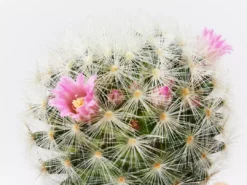 Full Sun Large Assorted Cacti Pack