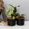 Indoor Garden Plant Packs Mr Kitly 3 Plants & 3 Pots - 250mm 1 Indoor Garden Plant Packs Mr Kitly 3 Plants & 3 Pots - 250mm