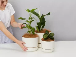 Indoor Garden Mr Kitly 3 Plants & 3 Assorted Sized Pots Plant Packs