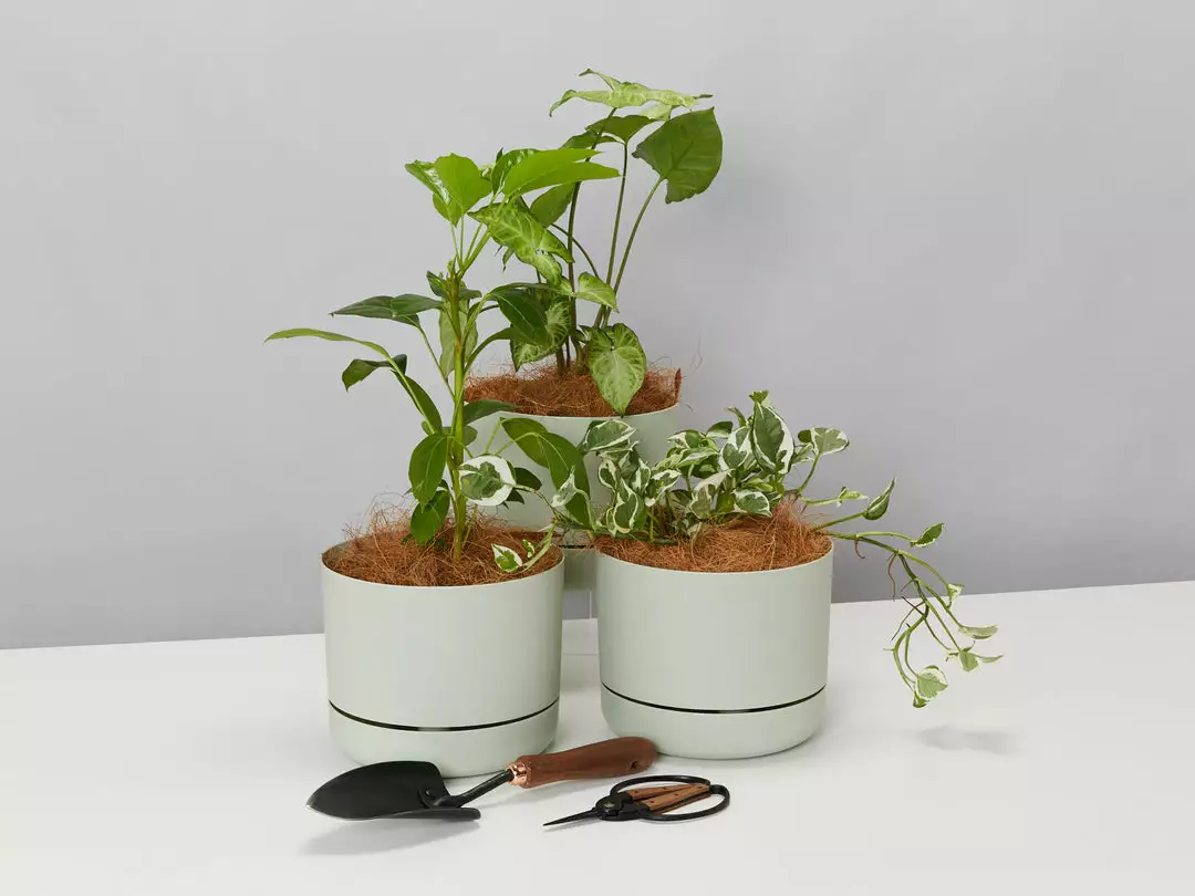 Indoor Garden Mr Kitly 3 Plants & 3 Pots - 215mm 5 Indoor Garden Mr Kitly 3 Plants & 3 Pots - 215mm