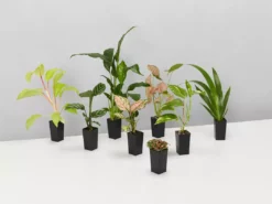 Indoor Garden Air Purifying Rainbow 🌈 Box - Indoor