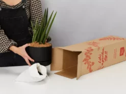 Pot + Plant Gift Box Air Purifying Sansevieria Crazy - Pot + Plant + Soil
