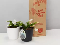 Indoor Garden Schlumbergera Truncata With Self-watering Hanging Pot Option