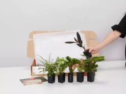Plants In A Box Birthday Gift Wrapping