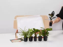 Indoor Garden Plant Packs A Giftbox Of Houseplants🍃 - Includes Gift Wrapping