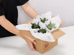 Succulents Pool Friendly Plants Assorted Succulent Box