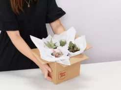 Plants In A Box Birthday Gift Wrapping