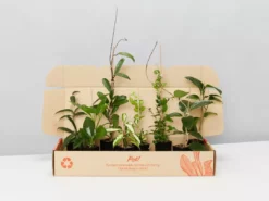 Indoor Garden Special Hoya Assorted Plant Pack