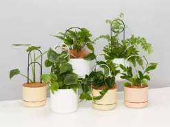 Plants In A Box Plant Stake Set Climbing Plants