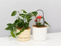 Plants In A Box Double-Arch Plant Stake Climbing Plants