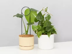 Plants In A Box Plant Stakes & Stands Halo Plant Stake