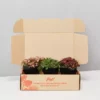 Indoor Garden Plant Packs Assorted Box Of Nerve Plants - Fittonia 85mm