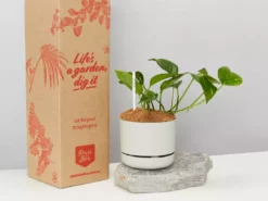 Pot + Plant Gift Box The Beginners Gift Box 🎁 Easy Care Plants