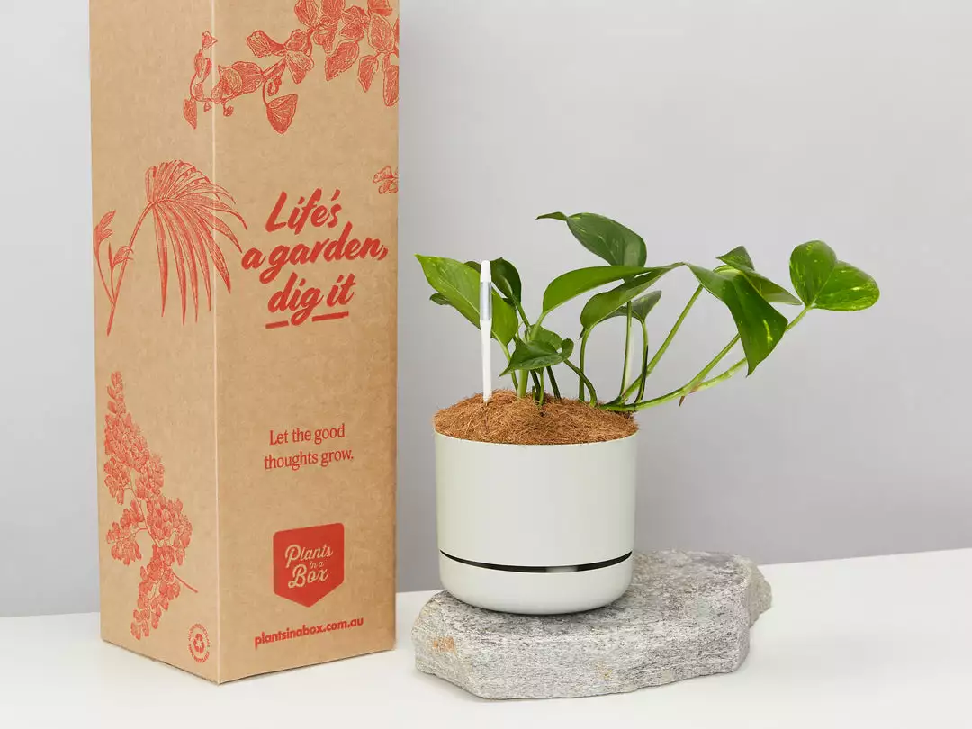Pot + Plant Gift Box The Beginners Gift Box ๐ Easy Care Plants 4 Pot + Plant Gift Box The Beginners Gift Box ๐ Easy Care Plants