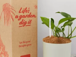 Pot + Plant Gift Box The Beginners Gift Box ๐ Easy Care Plants 33 Pot + Plant Gift Box The Beginners Gift Box ๐ Easy Care Plants