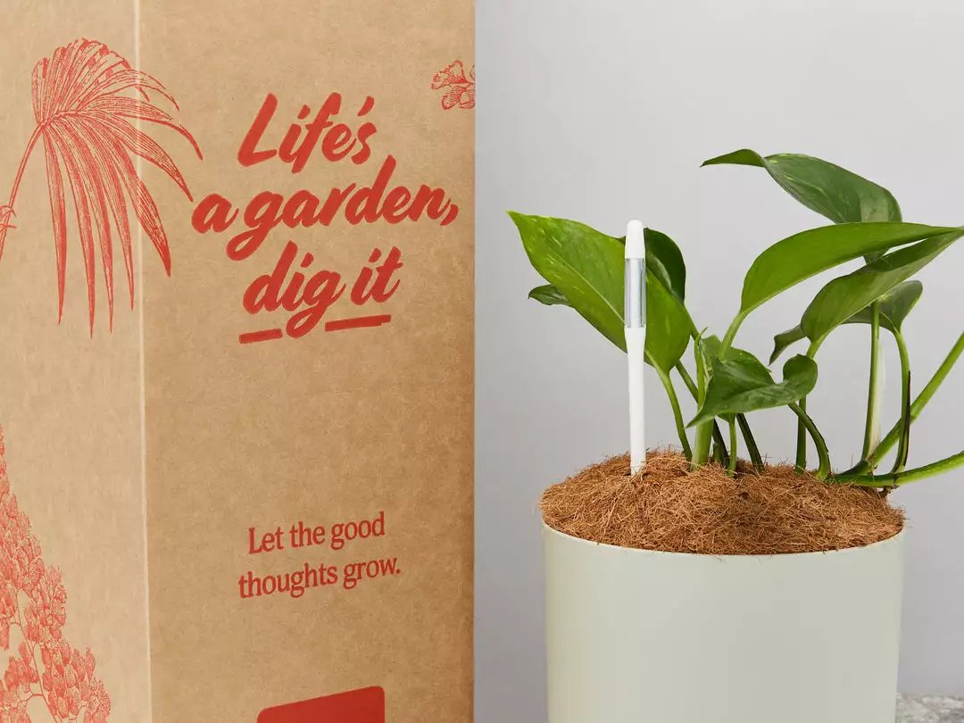 Pot + Plant Gift Box The Beginners Gift Box ๐ Easy Care Plants 16 Pot + Plant Gift Box The Beginners Gift Box ๐ Easy Care Plants