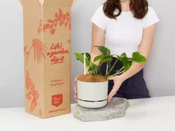 Pot + Plant Gift Box The Beginners Gift Box 🎁 Easy Care Plants