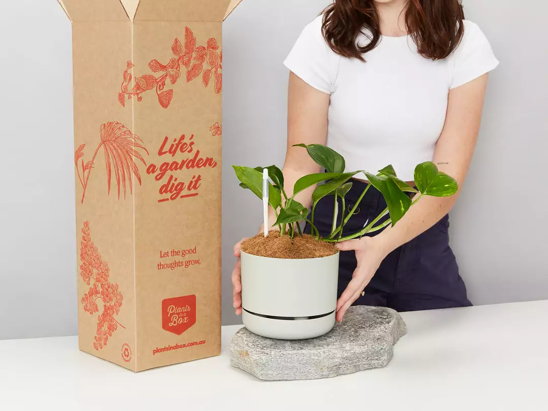 Pot + Plant Gift Box The Beginners Gift Box ๐ Easy Care Plants 3 Pot + Plant Gift Box The Beginners Gift Box ๐ Easy Care Plants