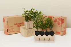 Shrubs A Mixed Box Full Of Outdoor Plants Plant Packs