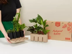 Indoor Garden Easy Care Plants 6 Bundle Box 📦 - Includes Plants, Pots & Soil