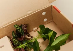 Indoor Garden Plant Packs A Giftbox Of Houseplants🍃 - Includes Gift Wrapping
