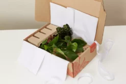 Indoor Garden Plant Packs A Giftbox Of Houseplants🍃 - Includes Gift Wrapping