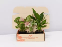 Indoor Garden Assorted Indoor Plants Pack - Larger Plants