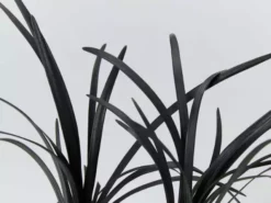 Shrubs Ophiopogon Planiscapus Nigrescens Black Mondo 8 Shrubs Ophiopogon Planiscapus Nigrescens Black Mondo