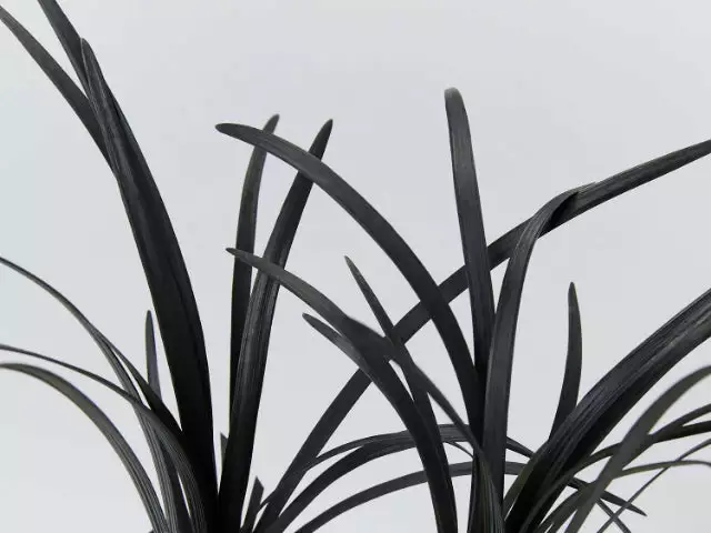 Shrubs Ophiopogon Planiscapus Nigrescens Black Mondo 5 Shrubs Ophiopogon Planiscapus Nigrescens Black Mondo