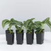 Indoor Garden Satin Pothos Scindapsus Pictus Exotica Easy Care Plants