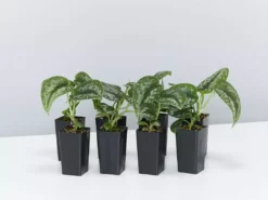Indoor Garden Satin Pothos Scindapsus Pictus Exotica Easy Care Plants