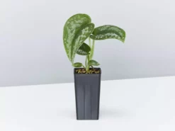 Indoor Garden Satin Pothos Scindapsus Pictus Exotica Easy Care Plants
