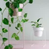 Bendo Plant Stakes & Stands 'TALL' Indoor Plant Stand & Medium Pot Bundle 1 Bendo Plant Stakes & Stands 'TALL' Indoor Plant Stand & Medium Pot Bundle