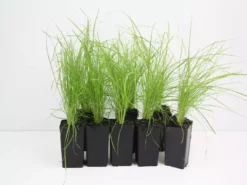 Shrubs Poa Labillardieri Border Plants