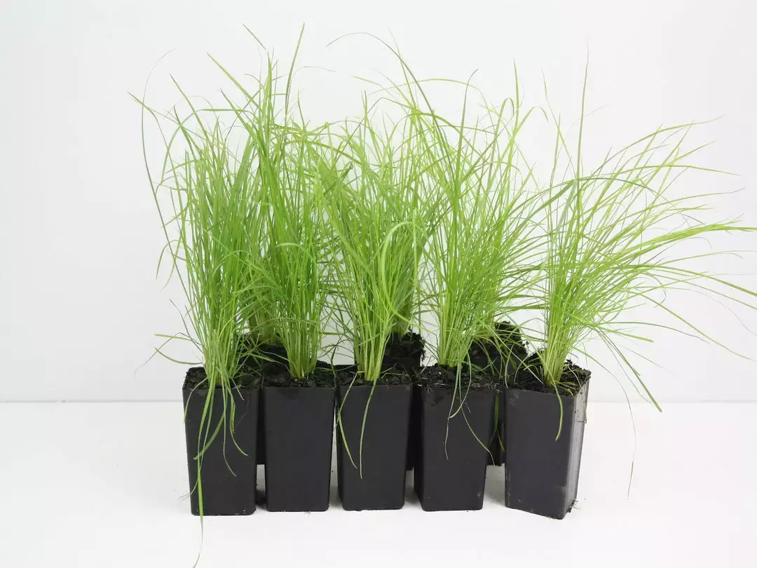 Shrubs Poa Labillardieri Border Plants 3 Shrubs Poa Labillardieri Border Plants