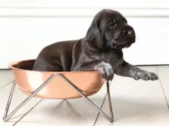 Bendo Best Selling Gifts The WOOF Dog Bowl - MIX 'N MATCH