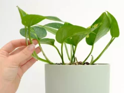 Indoor Garden Pothos 'Devils Ivy' Golden Pothos Pack (Devil's Ivy) - 85mm