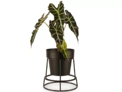 Bendo Plant Stakes & Stands 'POTPLANT' Indoor Plant Stand & Medium Pot Bundle
