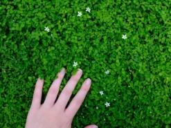 Shrubs Pratia Pedunculata